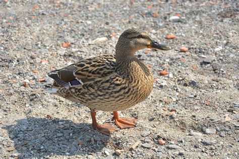 Duck Walking Free Stock Photo - Public Domain Pictures