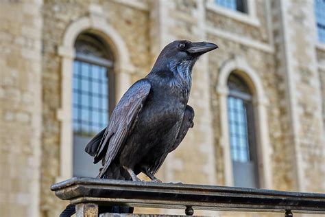 On the Job With the Tower of London's Ravenmaster | Audubon