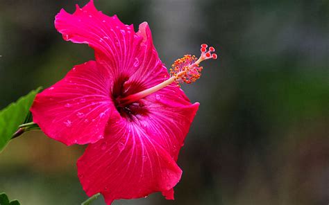 🔥 Download Wallpaper Pink Hibiscus Flower by @davidy | Hibiscus Flower Wallpapers, Flower ...