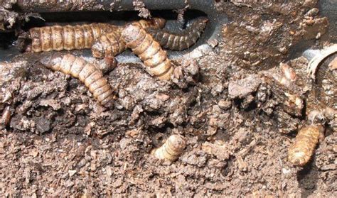 Thousands of Grubs in Compost ( picture and video ) | BackYard Chickens ...