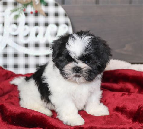 Free Shih Tzu Puppies In Pa - Pets Lovers