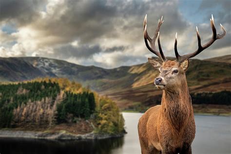 Majestic Autumn Fall landscape of Hawes Water with red deer stag Photograph by Matthew Gibson ...