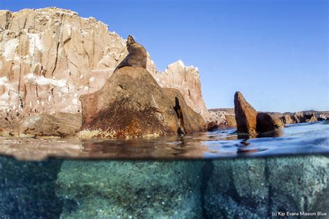 Mission Blue Hope Spot: Protecting the Gulf of California