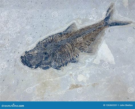 Prehistoric Fish Skeleton Fossilized on Grey Background Stock Image - Image of skeleton ...