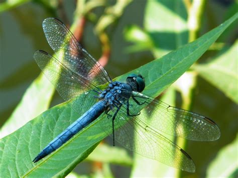 The Dragonflies… | My Journey