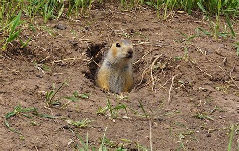 Effective Gopher Control Methods: How To Keep Gophers Away From Your ...