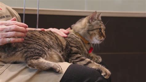 Adoptable cats at the Atlanta Humane Society | 11alive.com