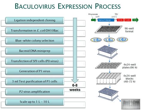 Baculovirus Expression - Creative Biostructure