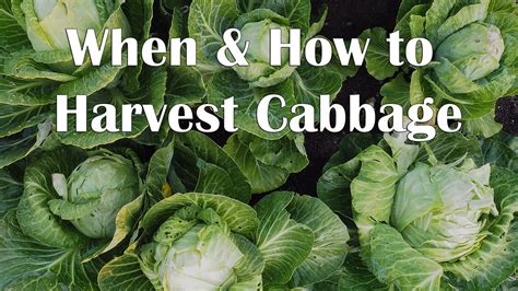 When and How to Harvest Cabbage - YouTube