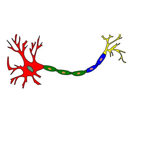 Neuron-colored PNG, SVG Clip art for Web - Download Clip Art, PNG Icon Arts