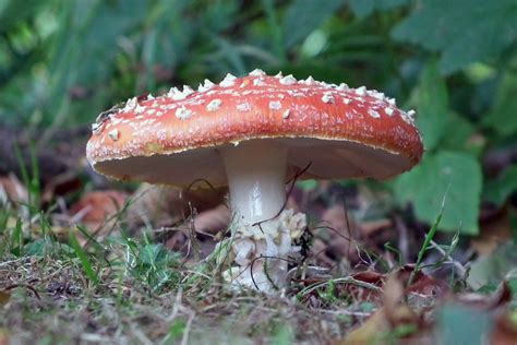 Free Images : nature, flora, fauna, fungus, fly agaric, bolete ...