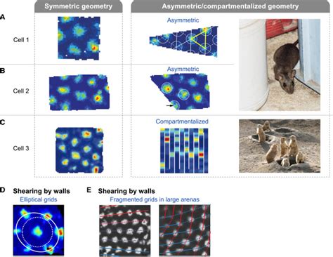 Are grid cells used for navigation? On local metrics, subjective spaces, and black holes: Neuron