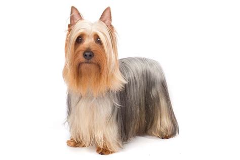 Silky Terrier Dog Breed Information