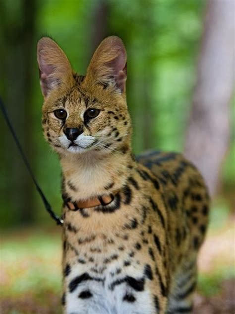 pet serval african wildcat | Serval | Pinterest