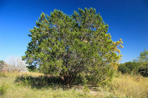 Cedar Fever is here! Acupuncture can help - Clear Point Wellness