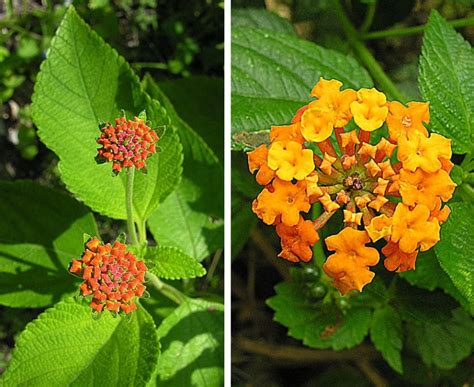 Plant Texas Natives to Support Wildlife