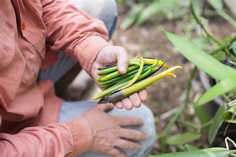 Growing Vanilla: How to Plant, Grow, and Harvest Vanilla Beans Successfully