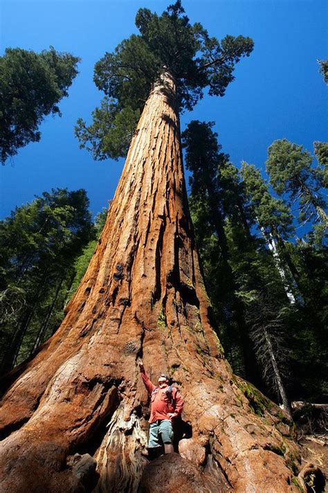 Giant Sequoia. These trees grow along the Sierra Nevada Mountain range in Caifornia. They are ...