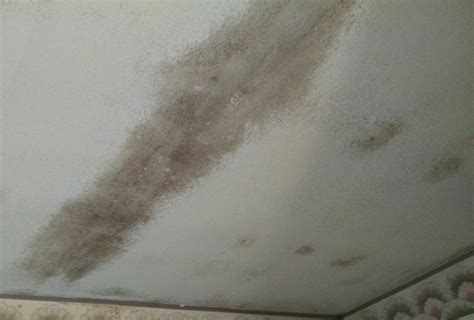 How To Remove Mold From Bedroom Ceiling | Psoriasisguru.com