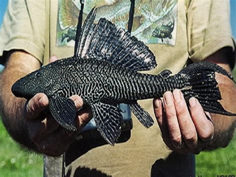 An armored catfish (Image credit: U.S. Army Corps of Engineers/Sun-Sentinel)