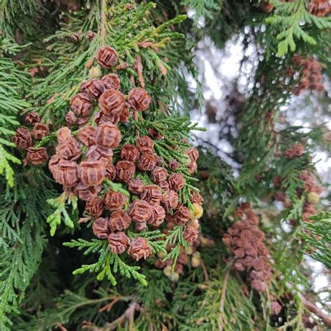 Chamaecyparis Lawsonia - 100 Seeds - Lawson Cypress Tree