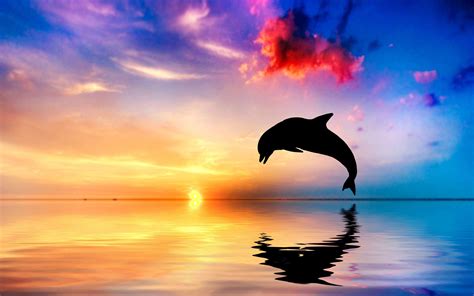 Dolphin Jump Wallpapers - Top Free Dolphin Jump Backgrounds - WallpaperAccess