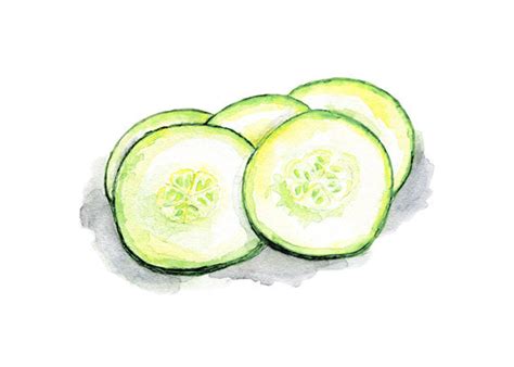 Cucumber Slice Drawing at GetDrawings | Free download