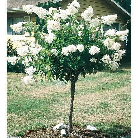 Shop 5.5Gallon White PeeGee Hydrangea Tree L9285 at Lowes.com - Hydrangea