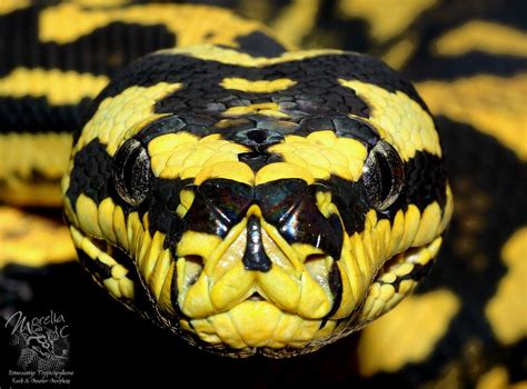 Morelia spilota cheynei | Schlangenbilder, Schlange fotos, Haustier schlange