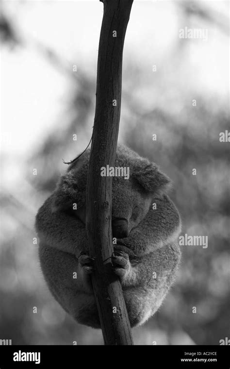 Koala australia phascolarctos cinereus Black and White Stock Photos & Images - Alamy