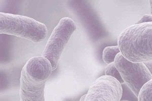 What Does Lactobacillus Gasseri Do? Good Bacteria