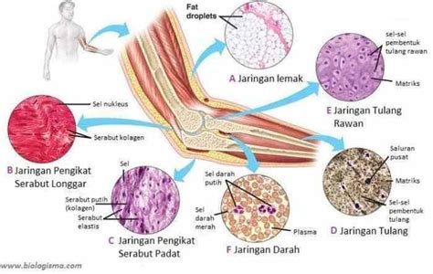 Apa yang Disebut Jaringan Epitel Dalam Tubuh Manusia dan Hewan? | Belajar Sampai Mati