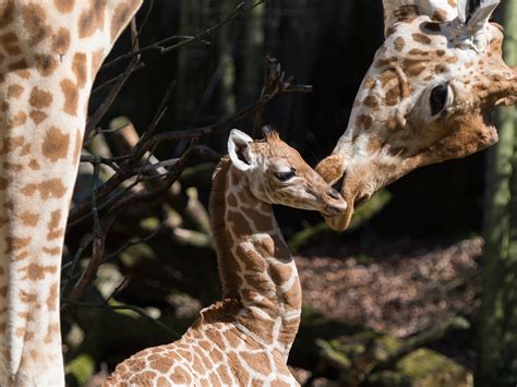 Basel Zoo - News - What's new at Basel Zoo - Giraffe born at Basel Zoo