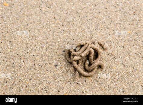 Worm cast beach hi-res stock photography and images - Alamy