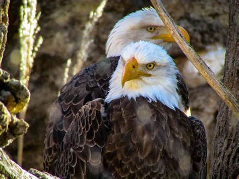 Eagle Predators: What eats eagles? - EmboraWild