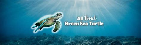 Green Sea Turtles: The Endangered Struggle for Survival