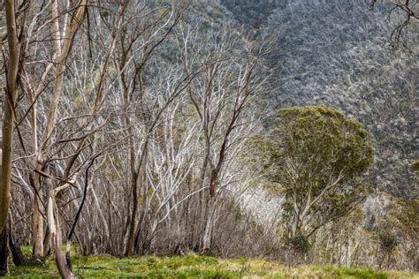 Snow Gums In The Victorian Alps, Victoria, Australia Stock Image - Image of summer, snowgum ...