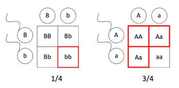 Pedigrees and Punnett Squares – Mt Hood Community College Biology 102