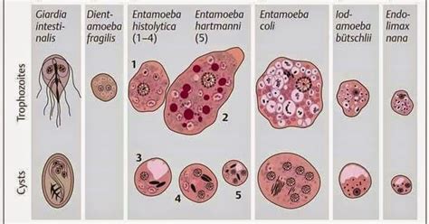 The most important intestinal protozoan pathogens are Entamoeba histolytica, Cryptosporidium sp ...