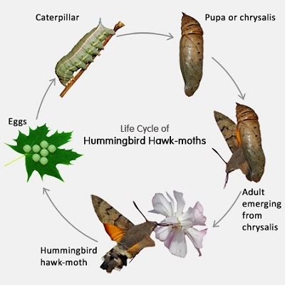 Hummingbird Moth Life Cycle – Strength Of The Small