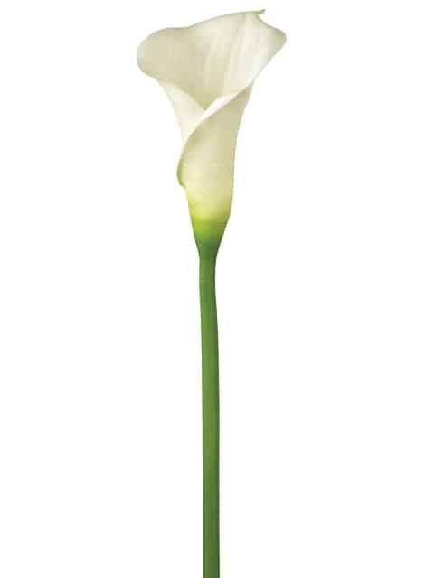 White Calla Lily Long Stemmed, 36 stems | Wholesale Flowers in Bulk