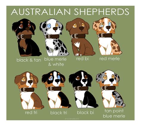 Australian Shepherd Color Patterns by britgorlicki on DeviantArt