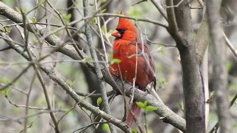 Male Northern Cardinal Singing to Attract a female - Stunningly ...