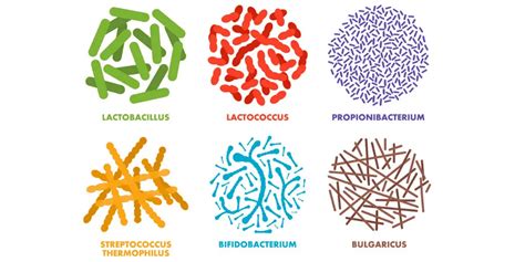 How To Choose The Right Probiotic Supplement And What To Feed It?