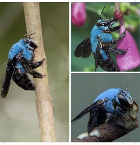 Blue Carpenter Bee from Southeast Asia (Xylocopa caerulea) : r/AnimalPorn