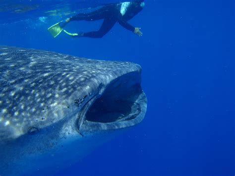 7 Fun Facts about Whale Sharks