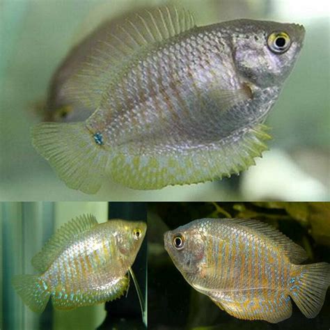 Aquarium Central -Dwarf Gourami Pair - Dwarf Gourami Male / Female Pair ...