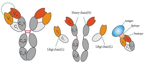 Definition and Production of Recombinant Antibody – Creative Biolabs Blog