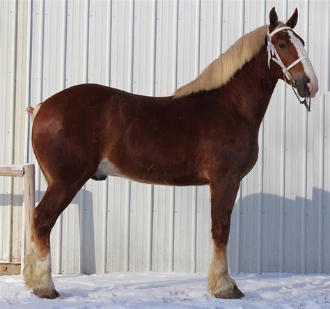 Belgian draft horses for sale at Alliant Energy Center Madison WI