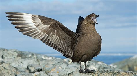 Animals hold grudges? Meet the Antarctic birds who can specifically recognize humans they don't ...